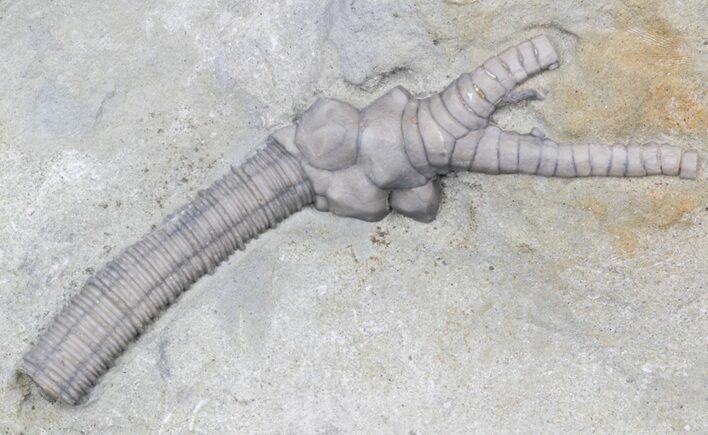 Partial Barycrinus Crinoid - Illinois #42990